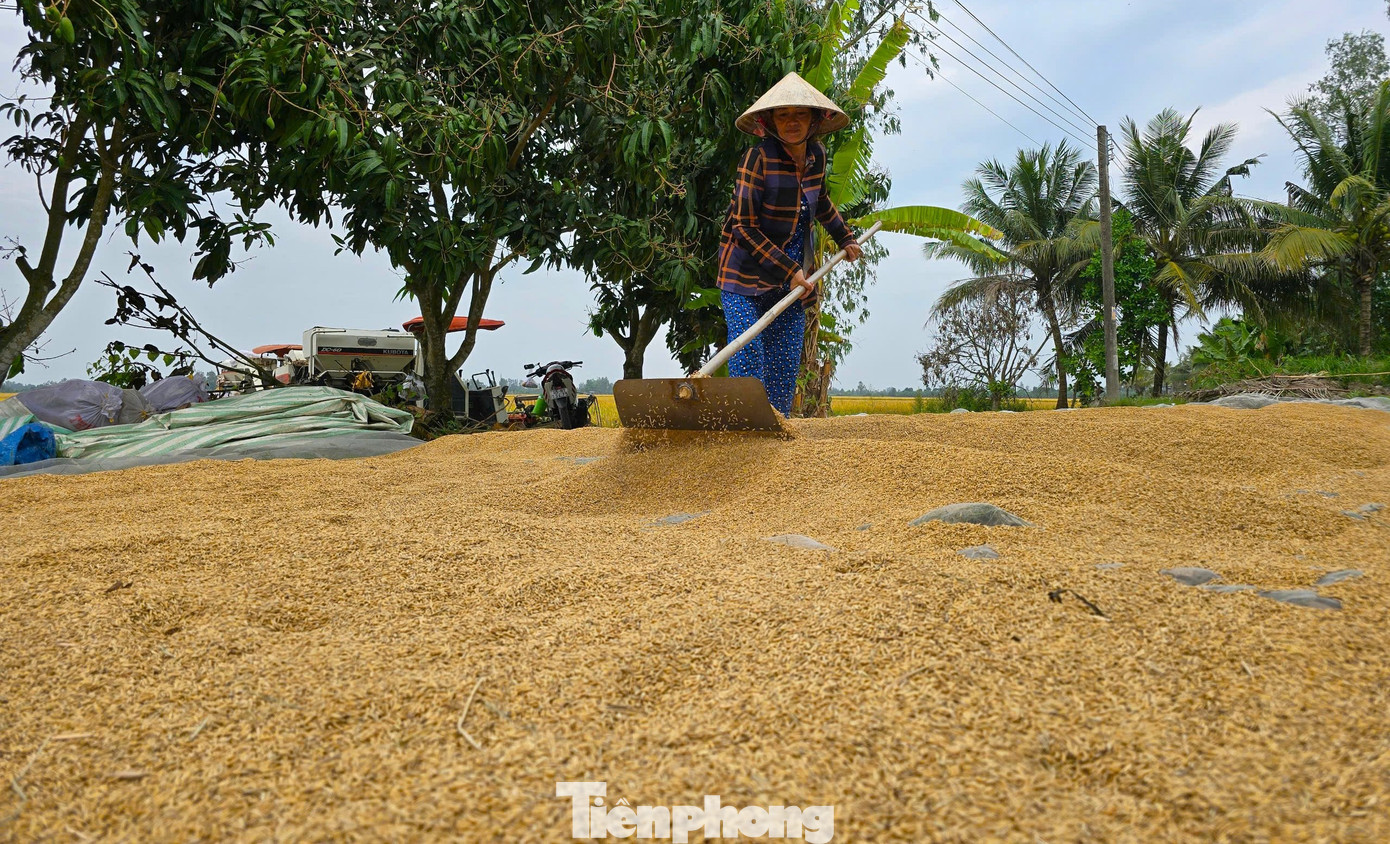 Diện tích lúa Đông Xuân tại ĐBSCL giảm nhưng năng suất tăng nên sản lượng không có nhiều biến động. Ảnh: CK. Diện tích lúa Đông Xuân tại ĐBSCL giảm nhưng năng suất tăng nên sản lượng không có nhiều biến động. Ảnh: CK.