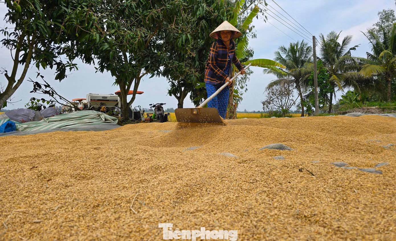 Diện tích lúa Đông Xuân tại ĐBSCL giảm nhưng năng suất tăng nên sản lượng không có nhiều biến động. Ảnh: CK. Diện tích lúa Đông Xuân tại ĐBSCL giảm nhưng năng suất tăng nên sản lượng không có nhiều biến động. Ảnh: CK.