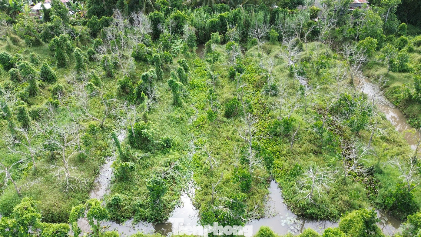 Vườn cây chết trắng lâu ngày. Ảnh: CK Vườn cây chết trắng lâu ngày. Ảnh: CK