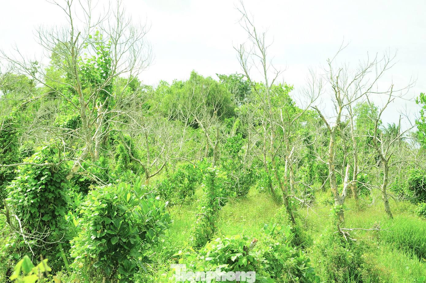 Cây trồng chết khô, cỏ dại um tùm. Ảnh: CK Cây trồng chết khô, cỏ dại um tùm. Ảnh: CK