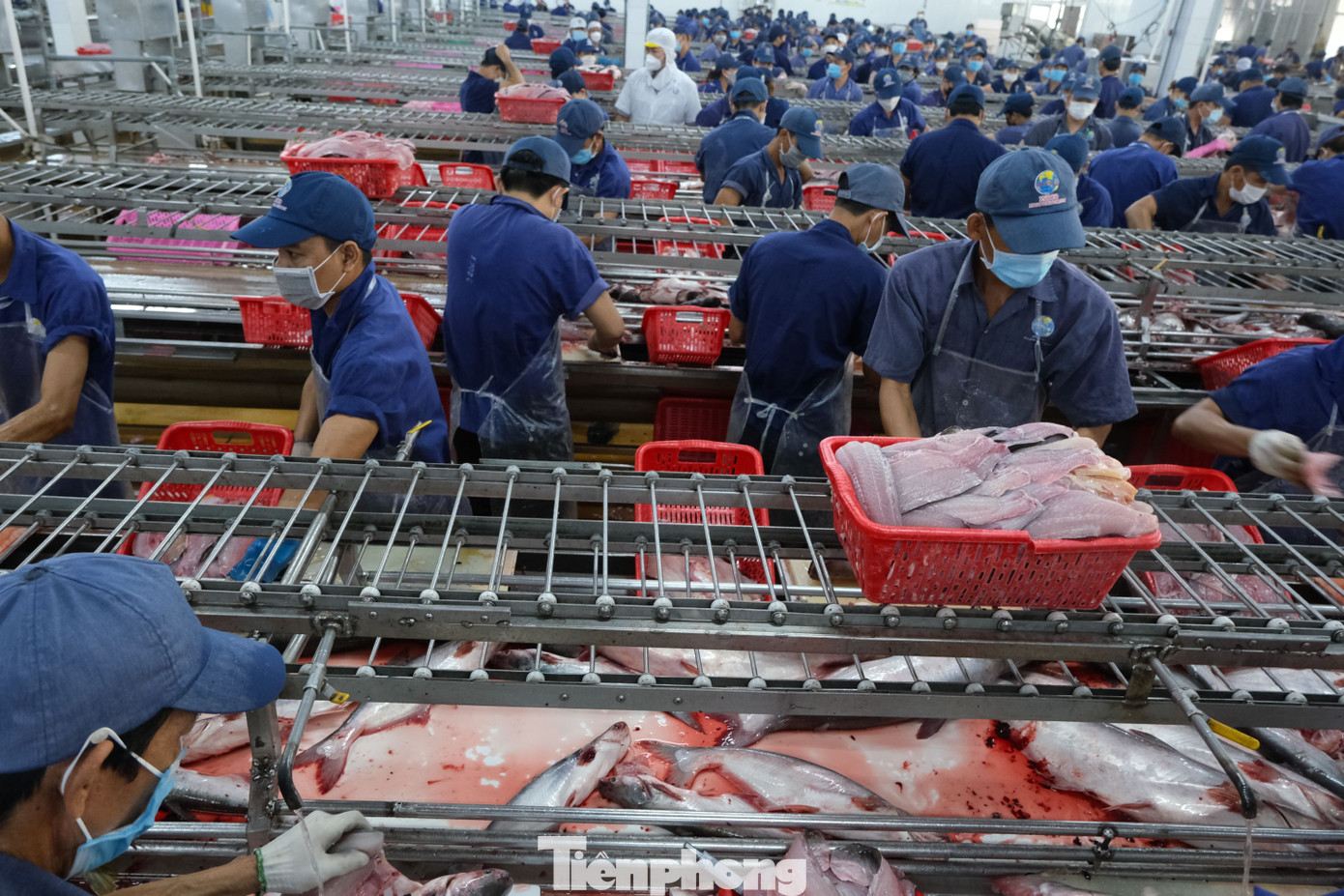 Chế biến cá tra xuất khẩu. Chế biến cá tra xuất khẩu.