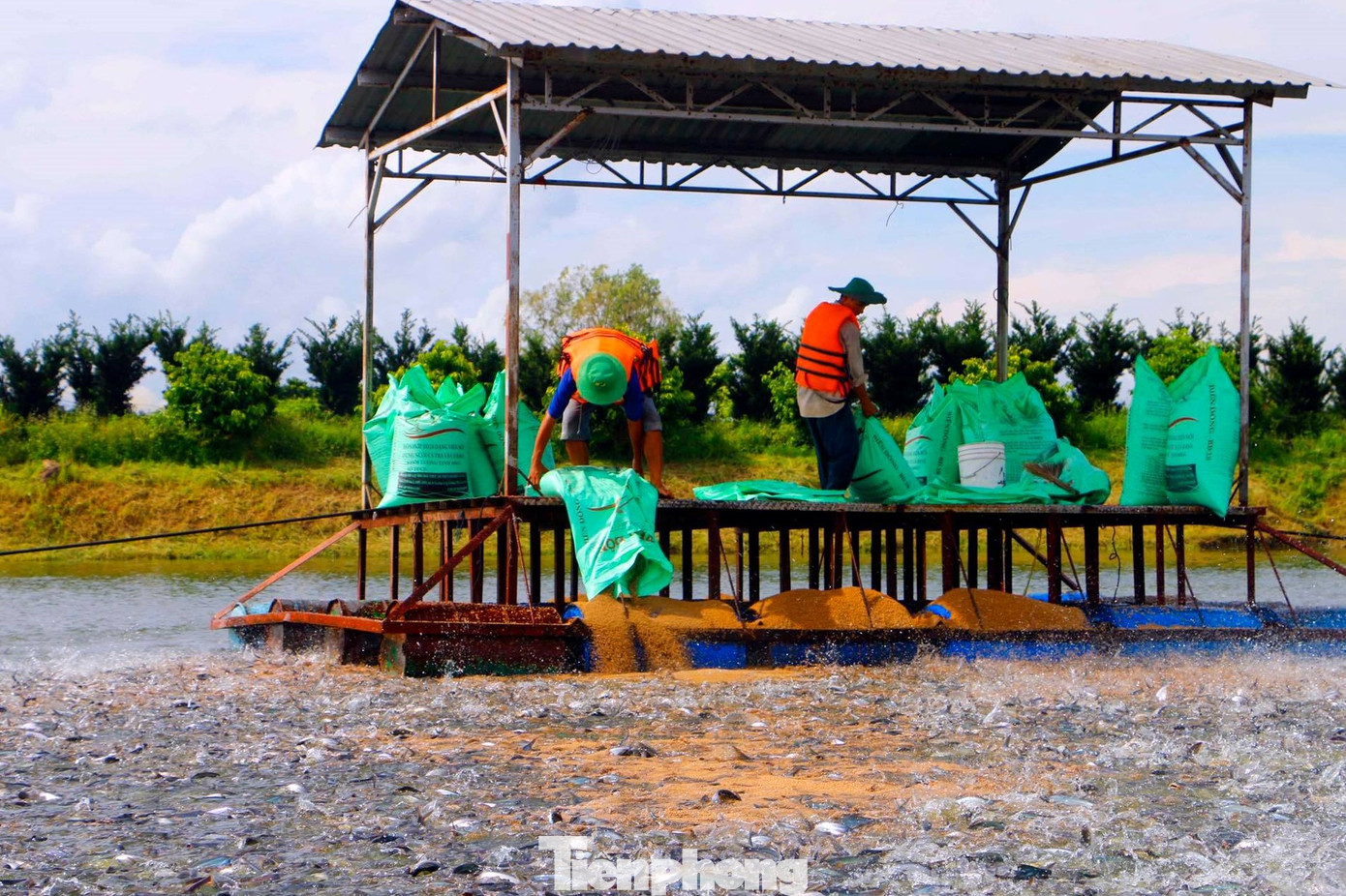 Nuôi cá tra ở Đồng bằng sông Cửu Long.