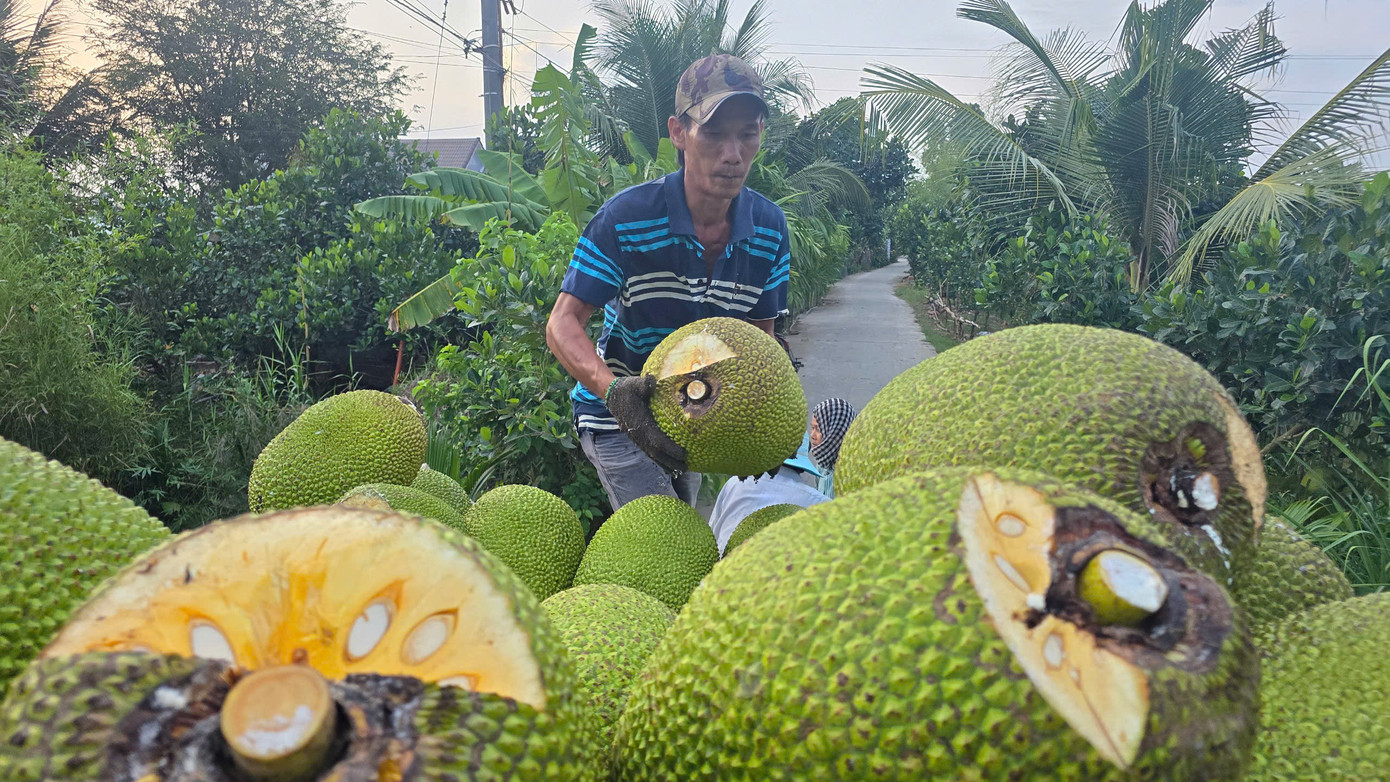 Giá mít ở miền Tây đang rất thấp khi vào chính vụ, việc xuất khẩu chậm.