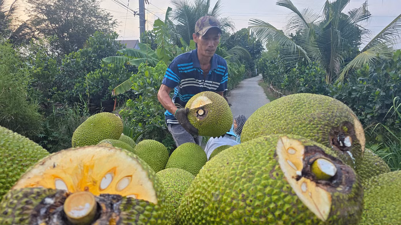 Giá mít ở miền Tây đang rất thấp khi vào chính vụ, việc xuất khẩu chậm.