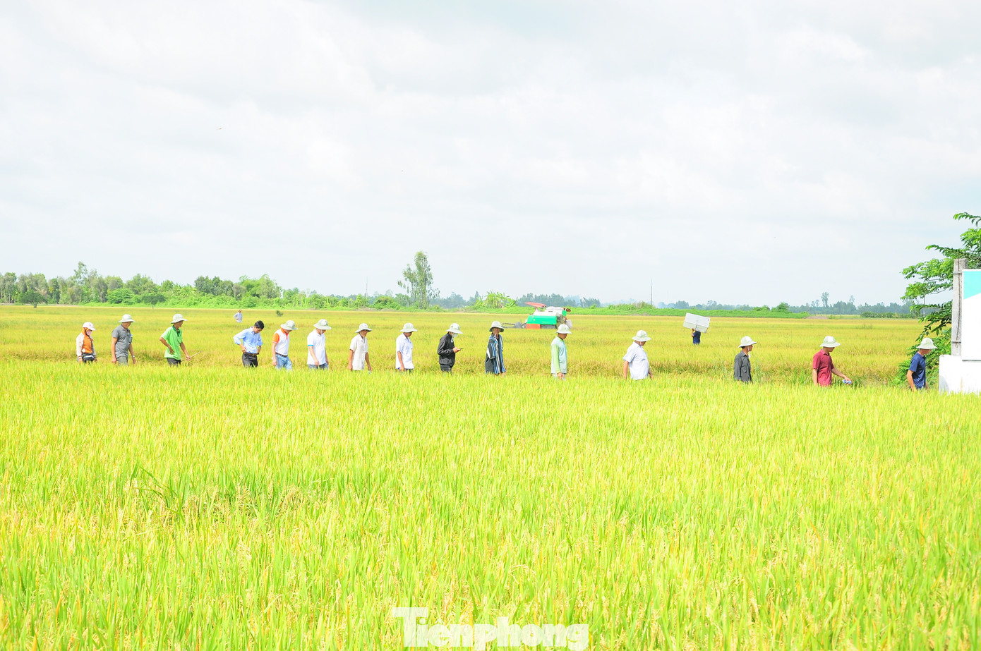 Cần Thơ sẽ hình thành vùng sản xuất tập trung 50.000ha lúa chất lượng cao. Cần Thơ sẽ hình thành vùng sản xuất tập trung 50.000ha lúa chất lượng cao.