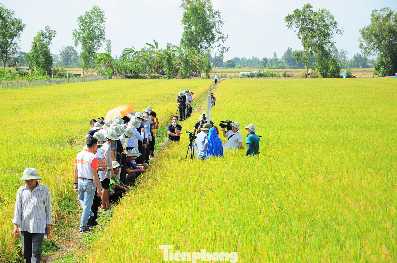 Mô hình trồng lúa chất lượng cao phát thải thấp đã mang lại hiệu quả bước đầu. Mô hình trồng lúa chất lượng cao phát thải thấp đã mang lại hiệu quả bước đầu.