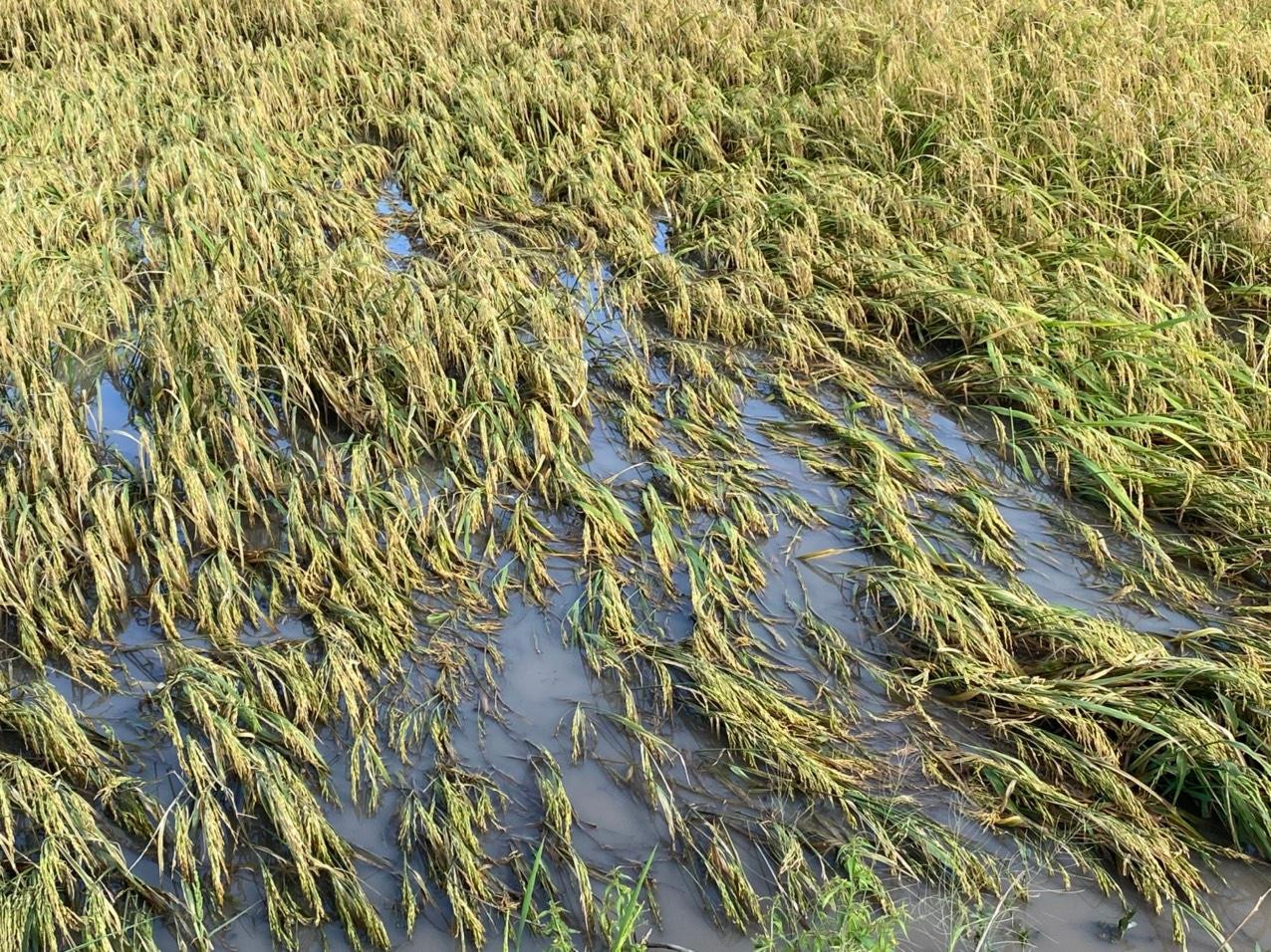 Lúa Hè Thu đang chín bị ngập trong nước. Lúa Hè Thu đang chín bị ngập trong nước.