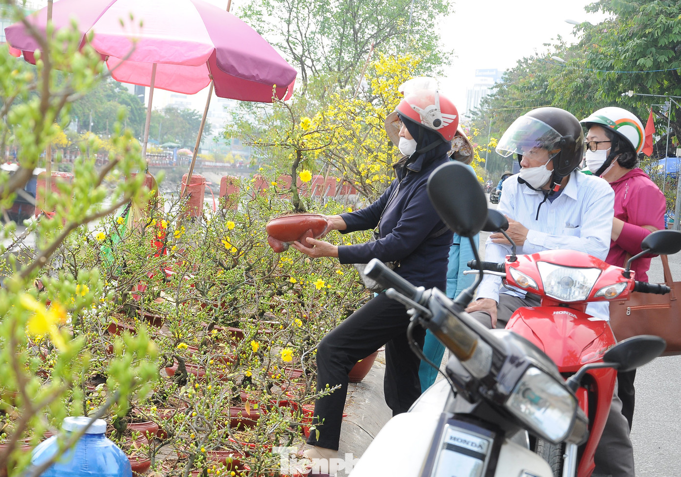 Bên cạnh số ít người chọn những cây "xứng tầm", đa phần khách hàng chọn phân khúc bình dân, cây nhỏ, giá thấp cho có không khí Tết.