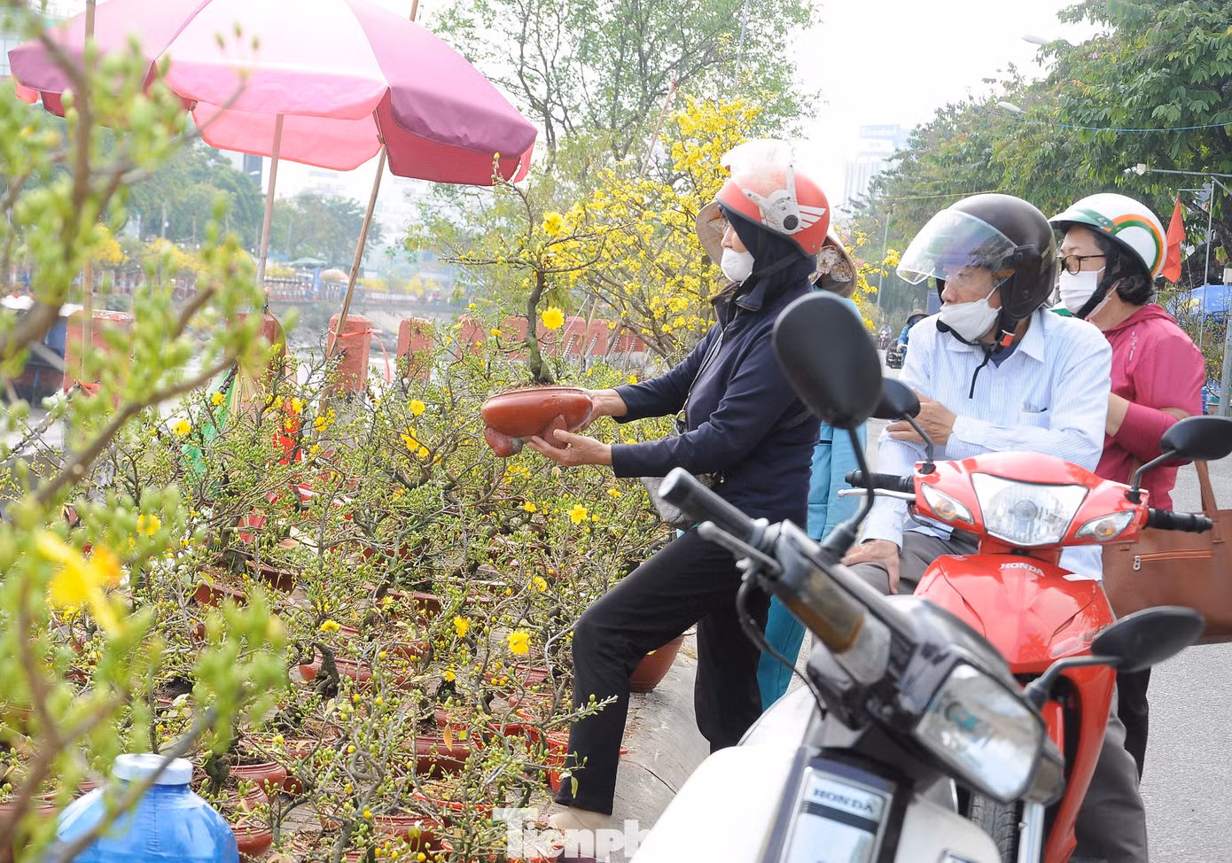 Bên cạnh số ít người chọn những cây "xứng tầm", đa phần khách hàng chọn phân khúc bình dân, cây nhỏ, giá thấp cho có không khí Tết.
