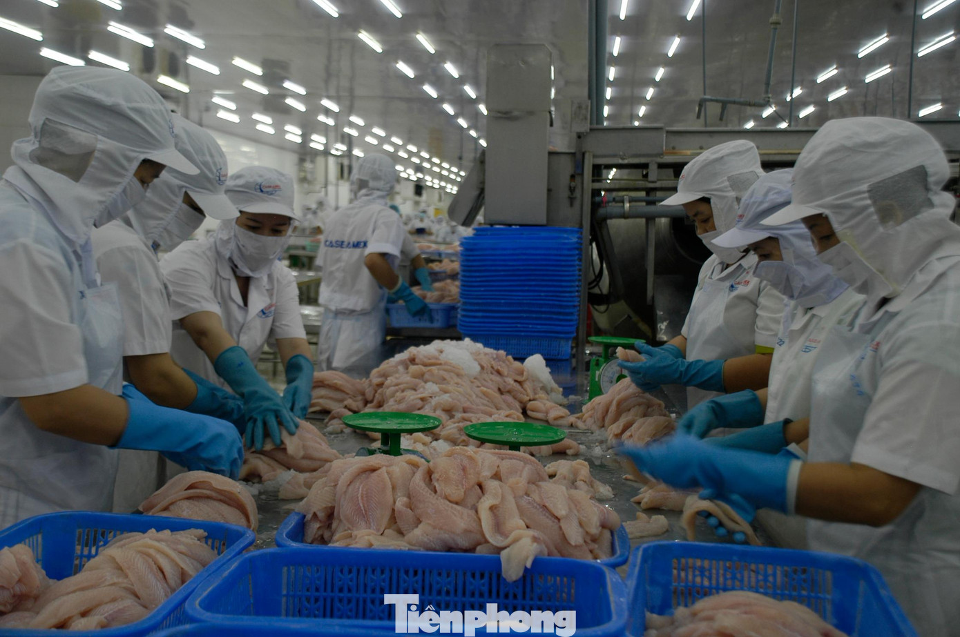 Chế biến cá tra xuất khẩu. Ảnh: CK Chế biến cá tra xuất khẩu. Ảnh: CK