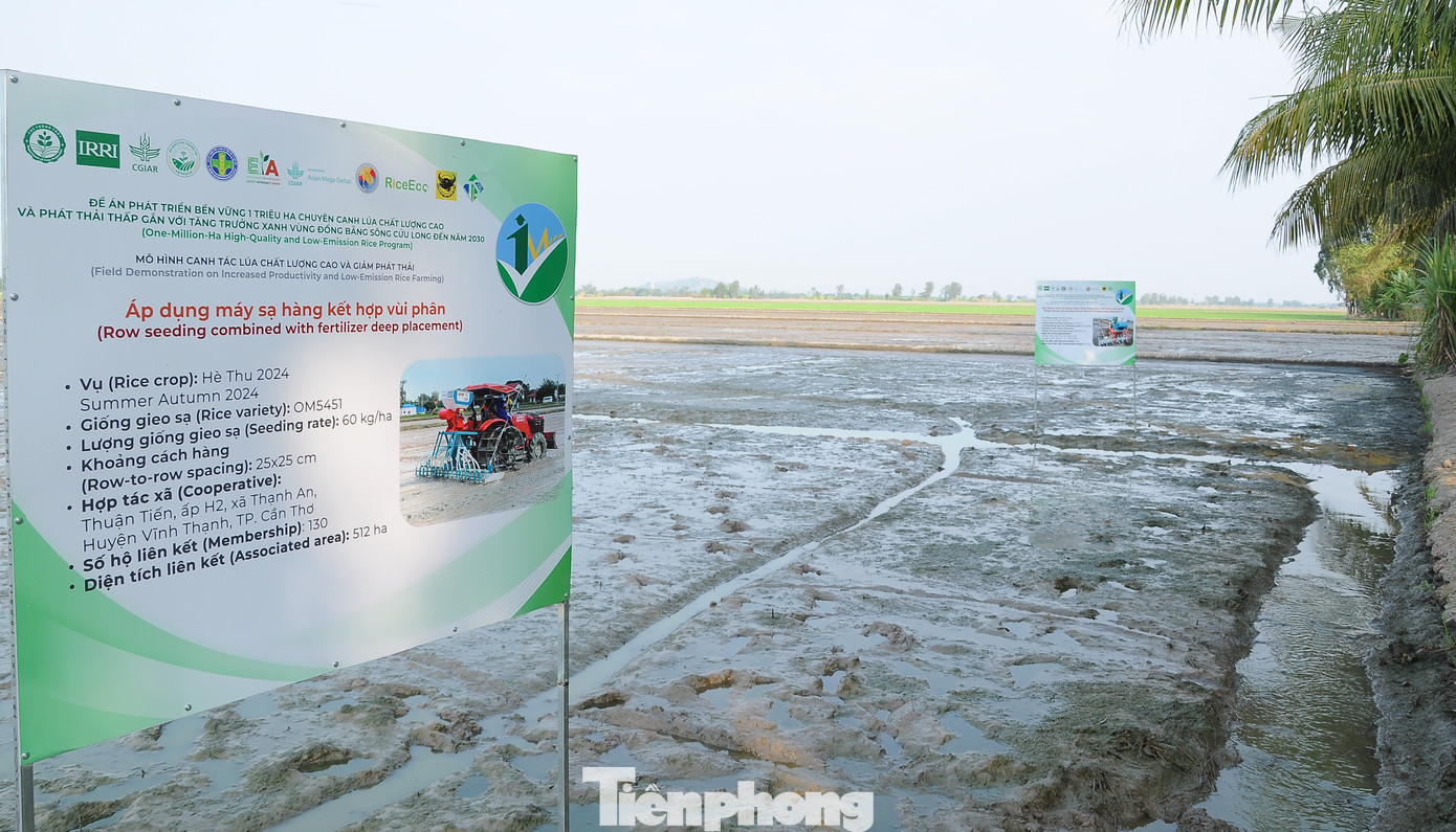 Cánh đồng mẫu tại Cần Thơ khởi động Đề án 1 triệu ha lúa chất lượng cao phát thải thấp vùng ĐBSCL. Ảnh: CK