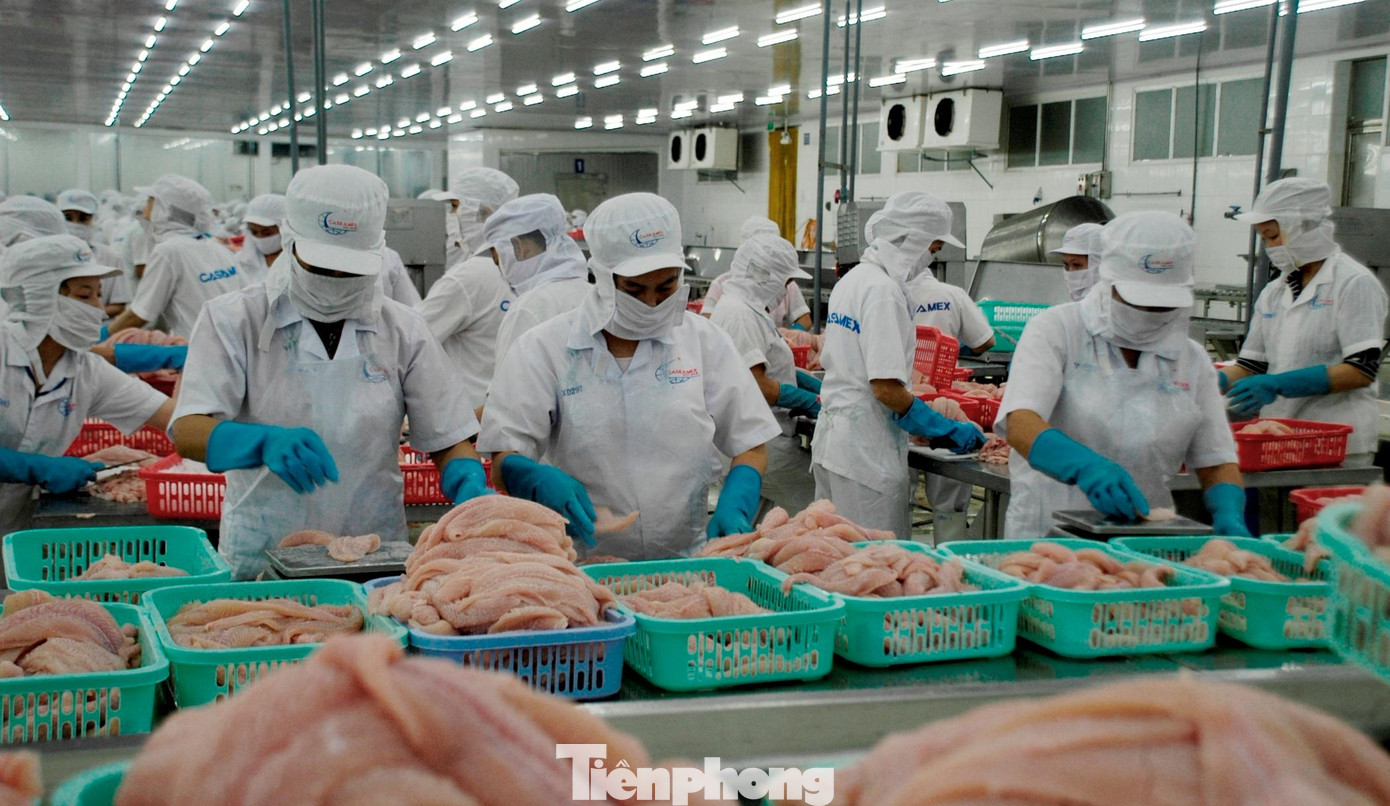 Xuất khẩu cá tra tiếp tục tăng trưởng mạnh mẽ. Ảnh: CK Xuất khẩu cá tra tiếp tục tăng trưởng mạnh mẽ. Ảnh: CK