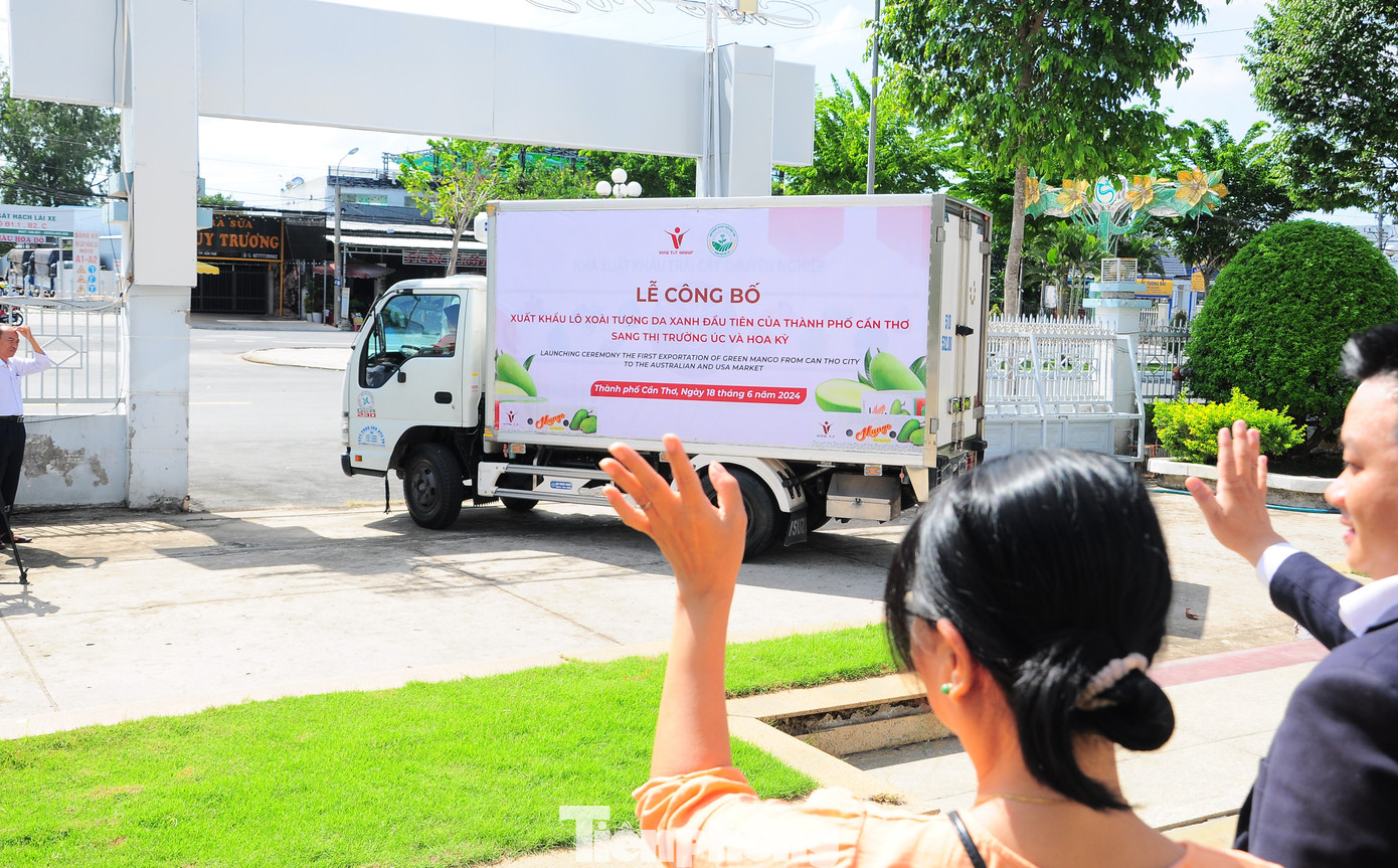 Lô xoài tượng da xanh đầu tiên của Cần Thơ sang Úc và Hoa Kỳ. Ảnh: CK.