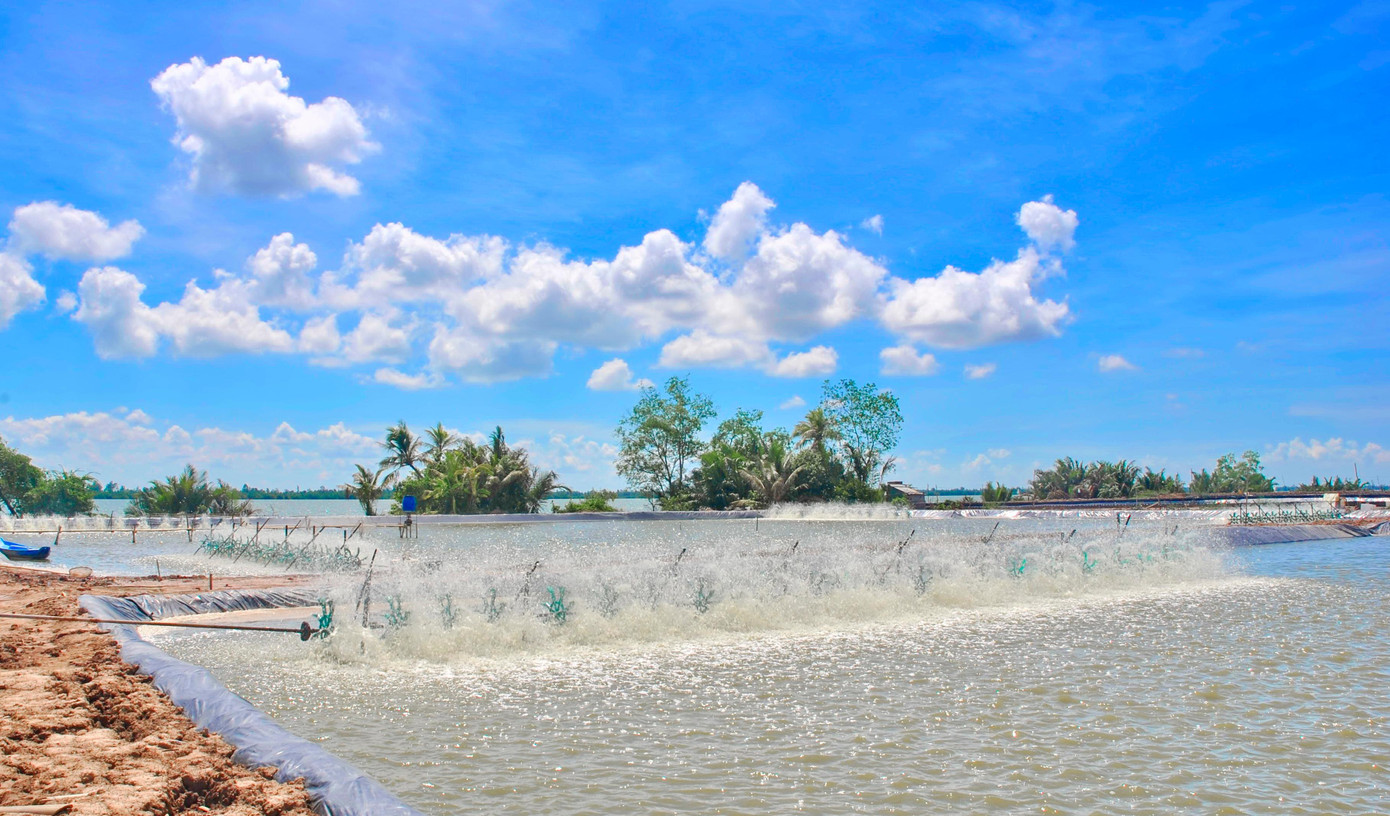 Nuôi tôm thâm canh ở ĐBSCL.