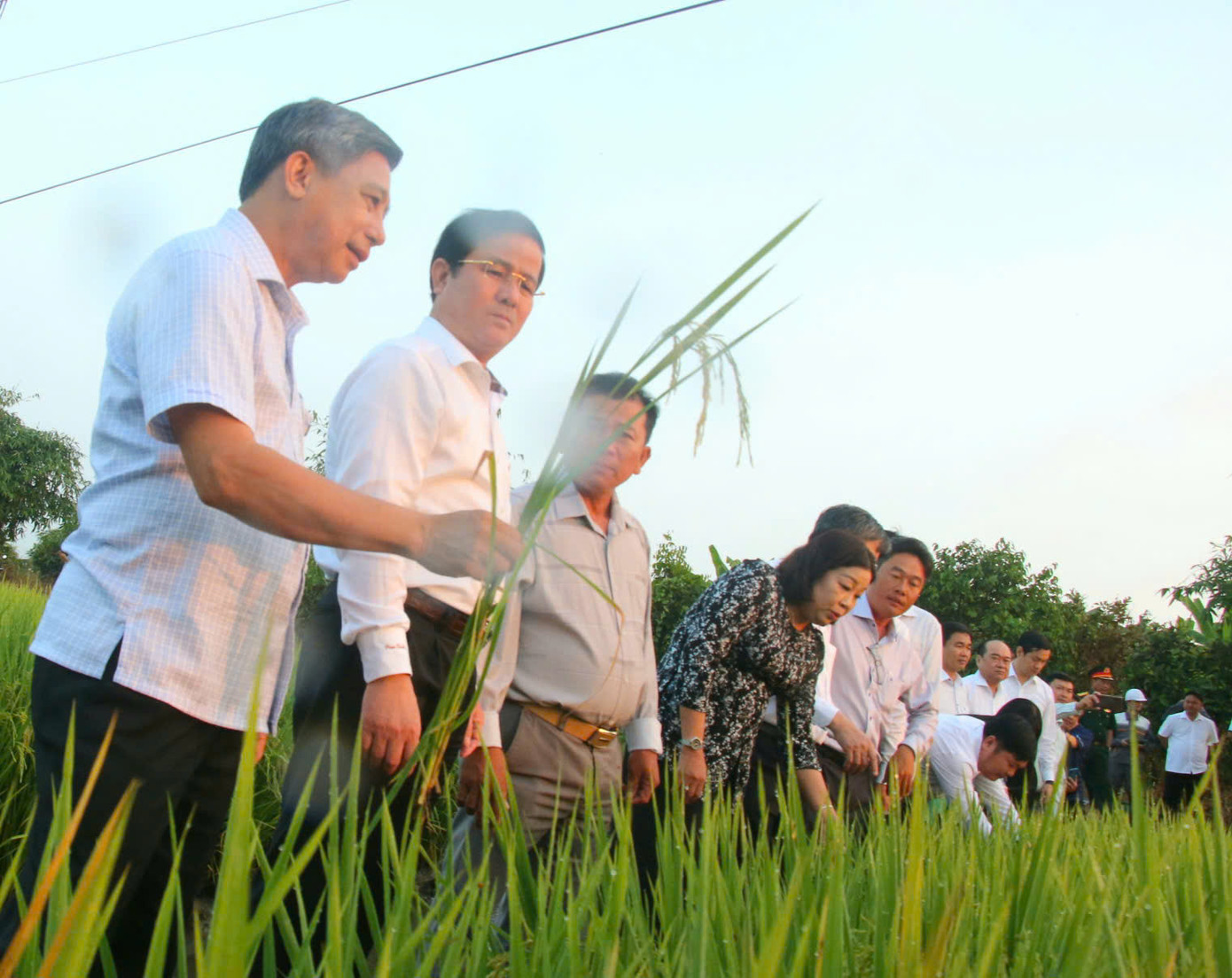 Lãnh đạo tỉnh Hậu Giang tham quan mô hình canh tác lúa thông minh giảm phát thải và trải nghiệm ứng dụng khoa học công nghệ tại mô hình. Lãnh đạo tỉnh Hậu Giang tham quan mô hình canh tác lúa thông minh giảm phát thải và trải nghiệm ứng dụng khoa học công nghệ tại mô hình.