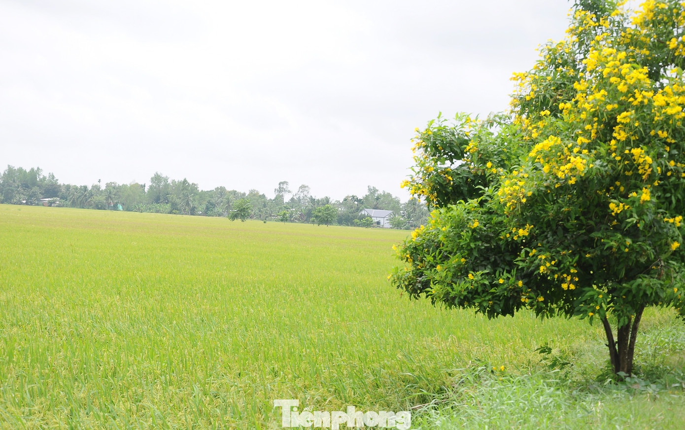 Loài hoa được trồng dọc quốc lộ chạy giữa miền lúa Hậu Giang.