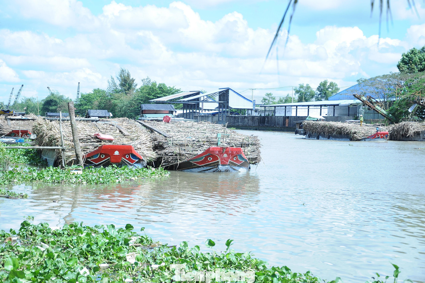 Nhiều ghe mía nằm chờ nhiều ngày nay.