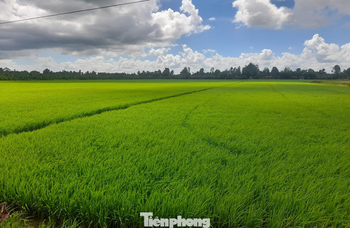 Nhiều cánh đồng lúa ở miền Tây đã được 'cò' đặt cọc từ sớm. Ảnh: Cảnh Kỳ. Nhiều cánh đồng lúa ở miền Tây đã được 'cò' đặt cọc từ sớm. Ảnh: Cảnh Kỳ.