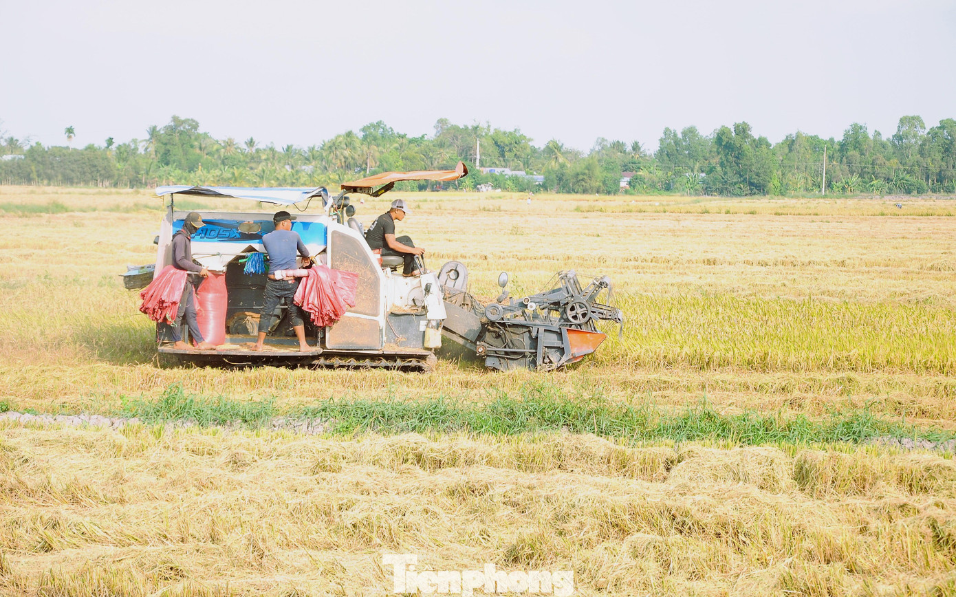 Nông nghiệp tiếp tục là điểm sáng của ĐBSCL. Ảnh: Cảnh Kỳ Nông nghiệp tiếp tục là điểm sáng của ĐBSCL. Ảnh: Cảnh Kỳ