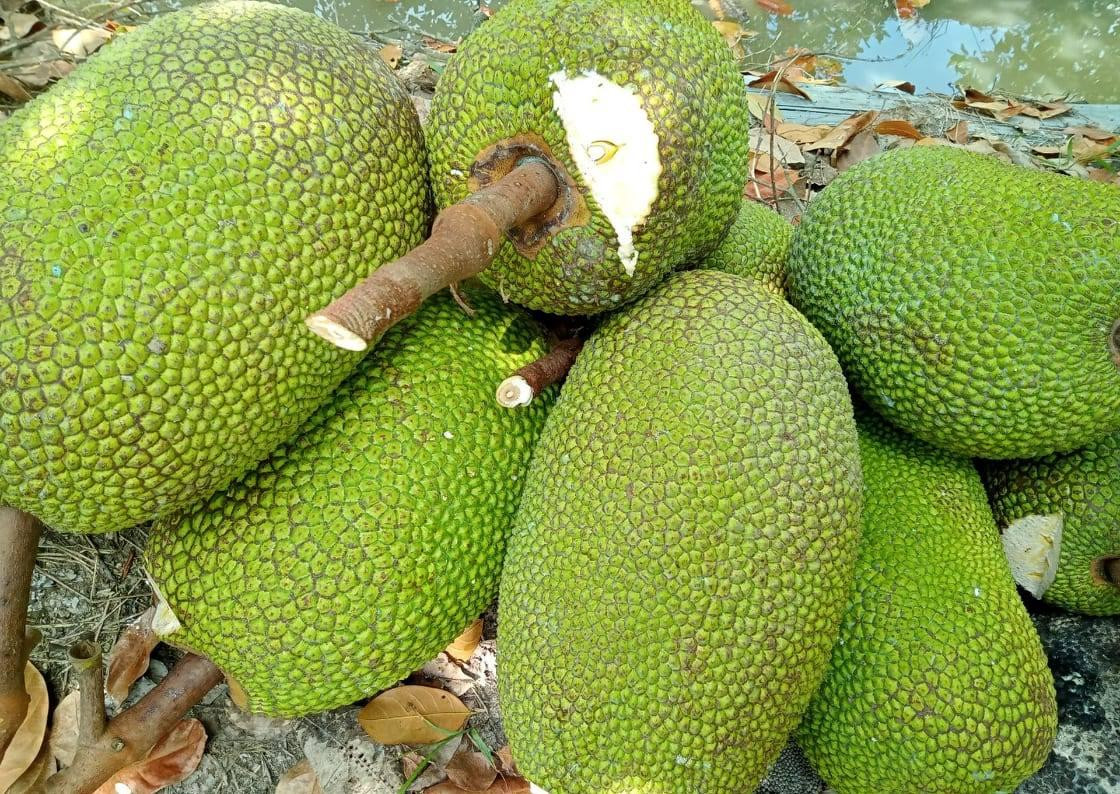 Anh Huỳnh Văn Tư (huyện Cai Lậy, tỉnh Tiền Giang) cho biết, mít loại 1 tại vườn hiện giảm còn 10.000 đồng/kg, tại vựa là 12.000 đồng/kg; còn mít loại 2 (mít kem lớn) còn 5.000 đồng/kg, mít kem nhỏ còn 3.000 đồng, còn mít bán ở chợ còn 1.000 đồng/kg. Anh Huỳnh Văn Tư (huyện Cai Lậy, tỉnh Tiền Giang) cho biết, mít loại 1 tại vườn hiện giảm còn 10.000 đồng/kg, tại vựa là 12.000 đồng/kg; còn mít loại 2 (mít kem lớn) còn 5.000 đồng/kg, mít kem nhỏ còn 3.000 đồng, còn mít bán ở chợ còn 1.000 đồng/kg.