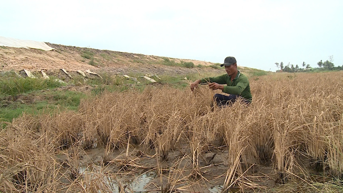Nhiều diện tích lúa của người dân bị chết cạnh công trường cao tốc. Nhiều diện tích lúa của người dân bị chết cạnh công trường cao tốc.