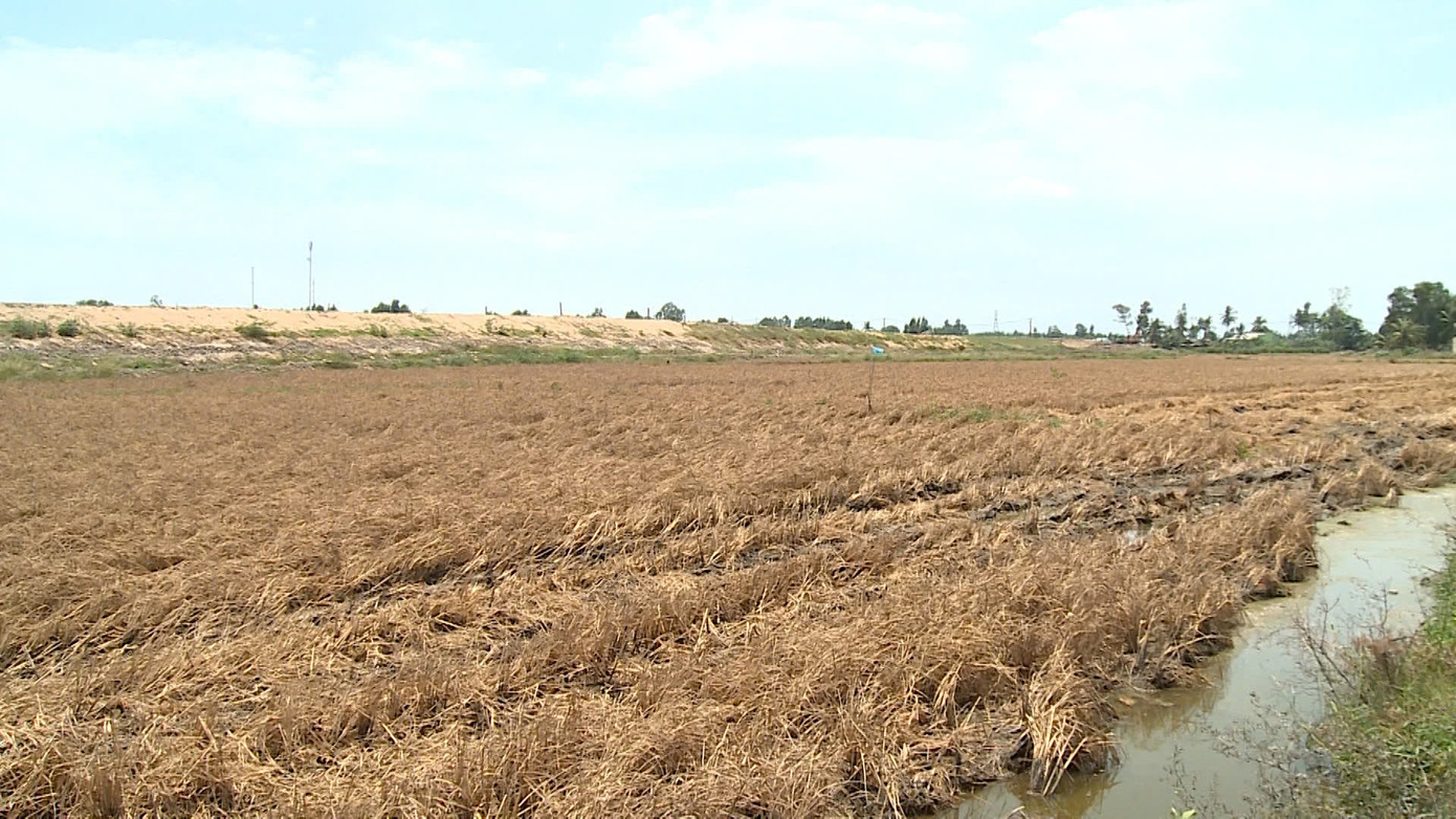 Cánh đồng lúa chết bên công trường cao tốc đã được nhà thầu chi tiền đền bù thiệt hại. Cánh đồng lúa chết bên công trường cao tốc đã được nhà thầu chi tiền đền bù thiệt hại.