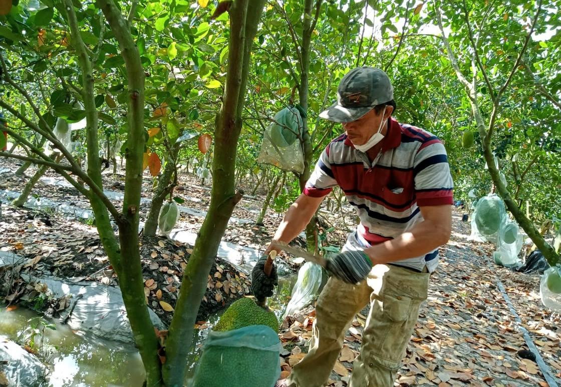 Với giá bán như hiện tại, người trồng mít không thể tính đến chuyện lời lãi như những vụ trước. Khó khăn chung là do ảnh hưởng của dịch COVID-19, nhưng giá vật tư phân bón tăng "chóng mặt" trong thời gian qua cũng khiến người dân băn khoăn có nên tiếp tục chăm sóc cho trái vụ sau nữa hay không, bởi chi phí đầu tư phân thuốc quá cao, nếu không đành “treo cây” chờ tín hiệu thị trường… Với giá bán như hiện tại, người trồng mít không thể tính đến chuyện lời lãi như những vụ trước. Khó khăn chung là do ảnh hưởng của dịch COVID-19, nhưng giá vật tư phân bón tăng "chóng mặt" trong thời gian qua cũng khiến người dân băn khoăn có nên tiếp tục chăm sóc cho trái vụ sau nữa hay không, bởi chi phí đầu tư phân thuốc quá cao, nếu không đành “treo cây” chờ tín hiệu thị trường…