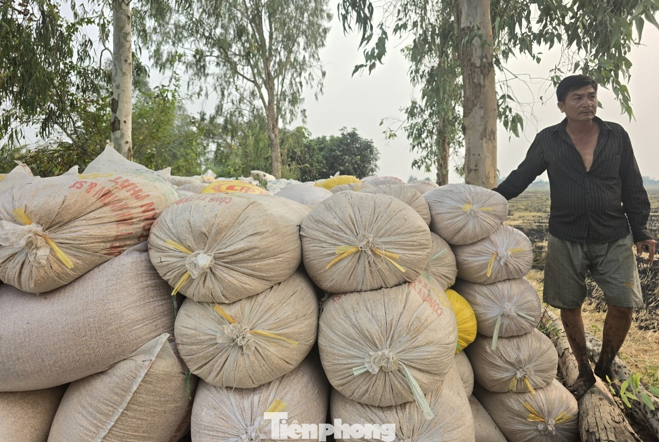 Lúa thu hoạch bị "neo", nông dân ngóng thương lái. Ảnh: TC.