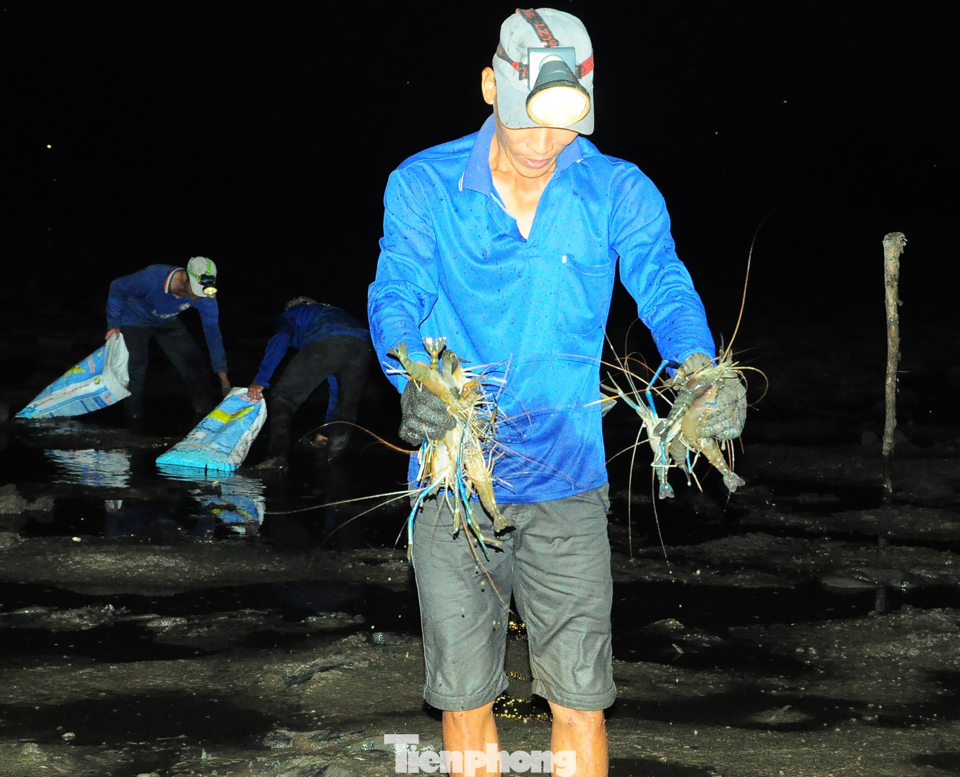 Tóm gọn những chú tôm càng xanh khá đơn giản.