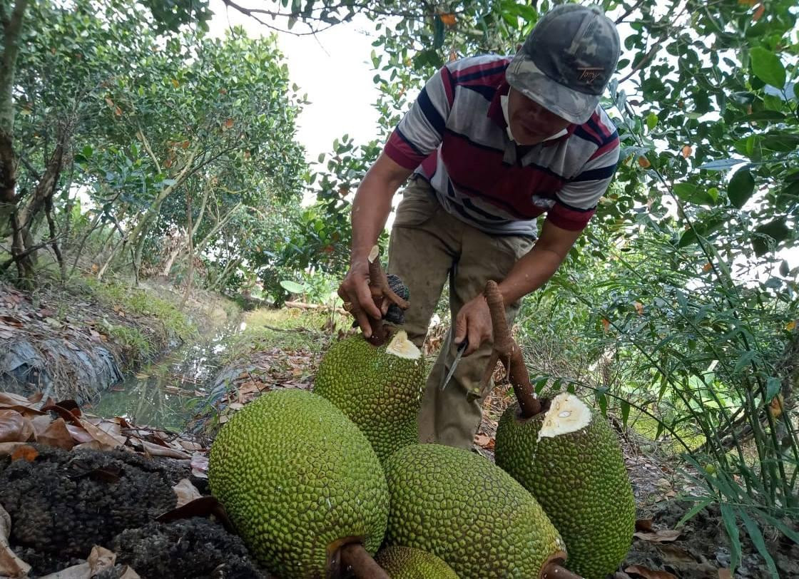 Những năm gần đây, diện tích trồng mít ở ĐBSCL tăng mạnh. Ảnh: CK Những năm gần đây, diện tích trồng mít ở ĐBSCL tăng mạnh. Ảnh: CK