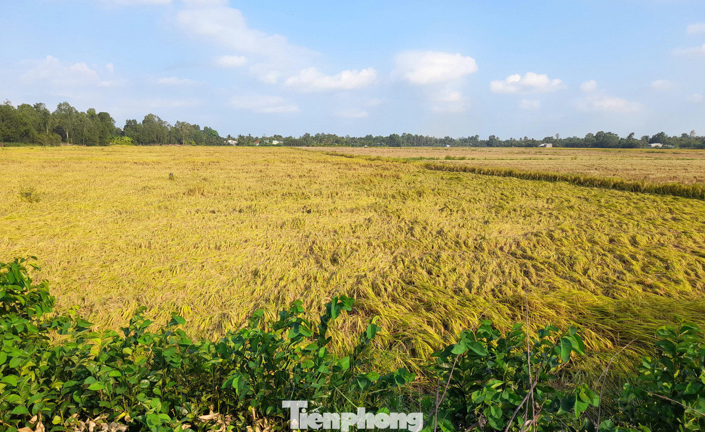 Lúa Đông Xuân ở Hậu Giang bị đổ ngã do mưa trái mùa xuất hiện vừa qua. Ảnh: CK