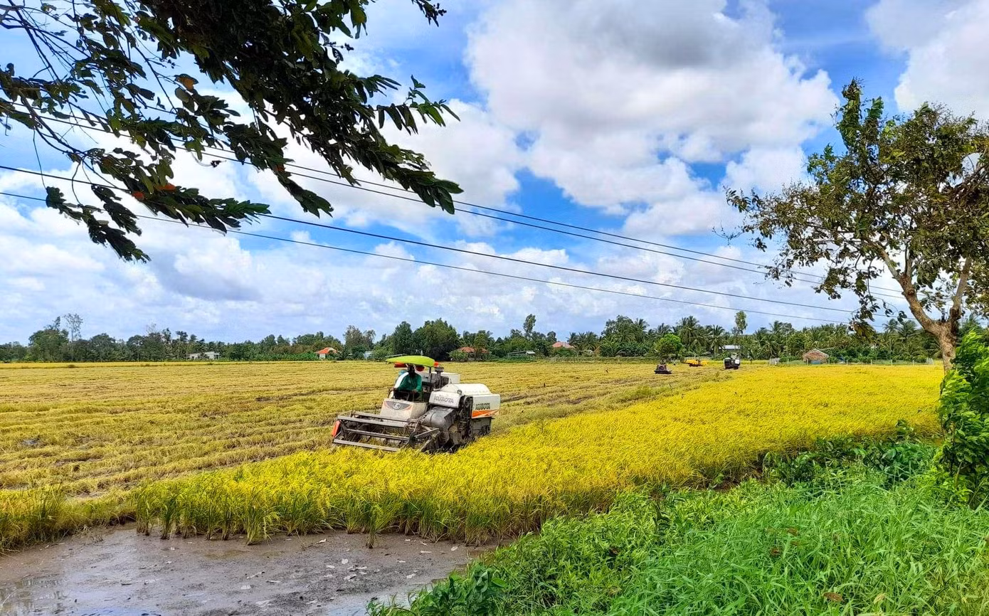 Hậu Giang yêu cầu điều phối các máy cắt để khẩn trương thu hoạch lúa cho dân. Ảnh: CK