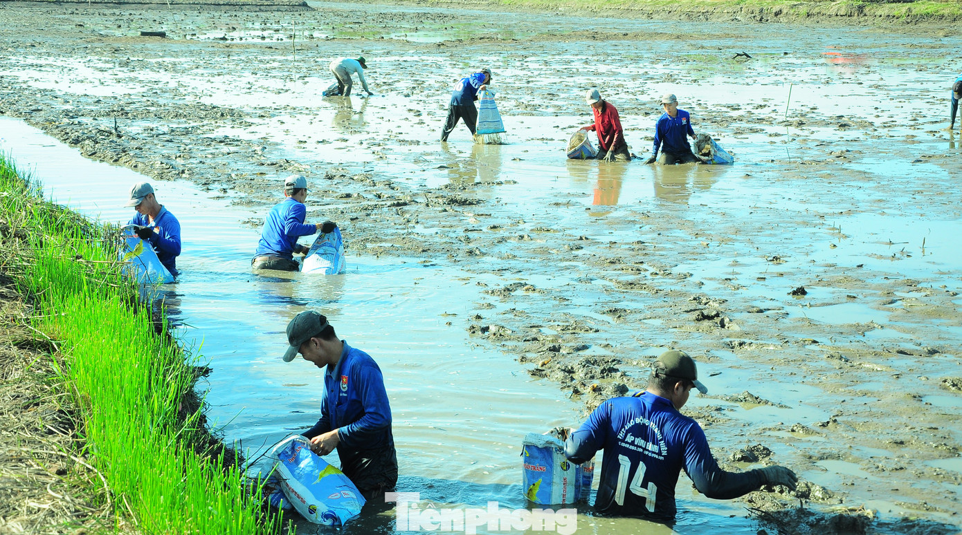 Mỗi thành viên tham gia bắt tôm được trả công khoảng 300.000 đồng cho mỗi lần thu hoạch.