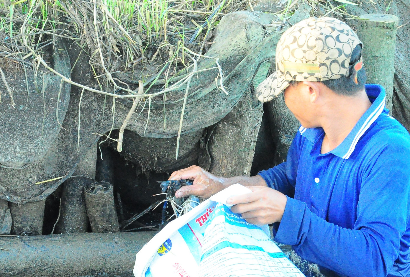 Tôm ở đây được nuôi theo hình thức quảng canh, theo hướng thuận thiên, với các loại tôm thẻ, tôm sú, tôm càng xanh. Tôm nuôi từ 3-5 tháng là có thể cho thu hoạch, lợi nhuận hơn nhiều lần trồng lúa.