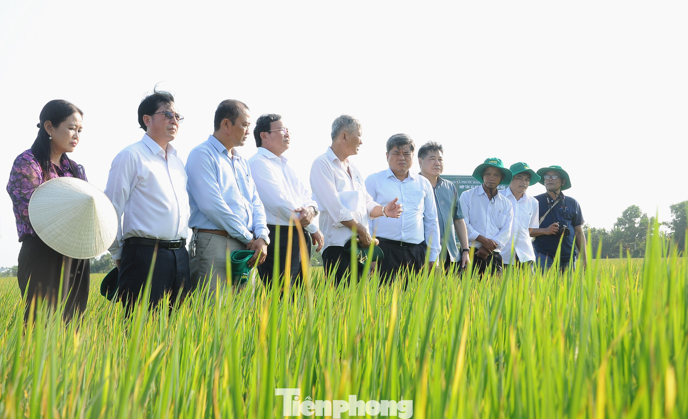 Lãnh đạo tỉnh Trà Vinh và Bộ NN&PTNT khảo sát mô hình sản xuất lúa chất lượng cao tại huyện Châu Thành. Ảnh: CK. Lãnh đạo tỉnh Trà Vinh và Bộ NN&PTNT khảo sát mô hình sản xuất lúa chất lượng cao tại huyện Châu Thành. Ảnh: CK.