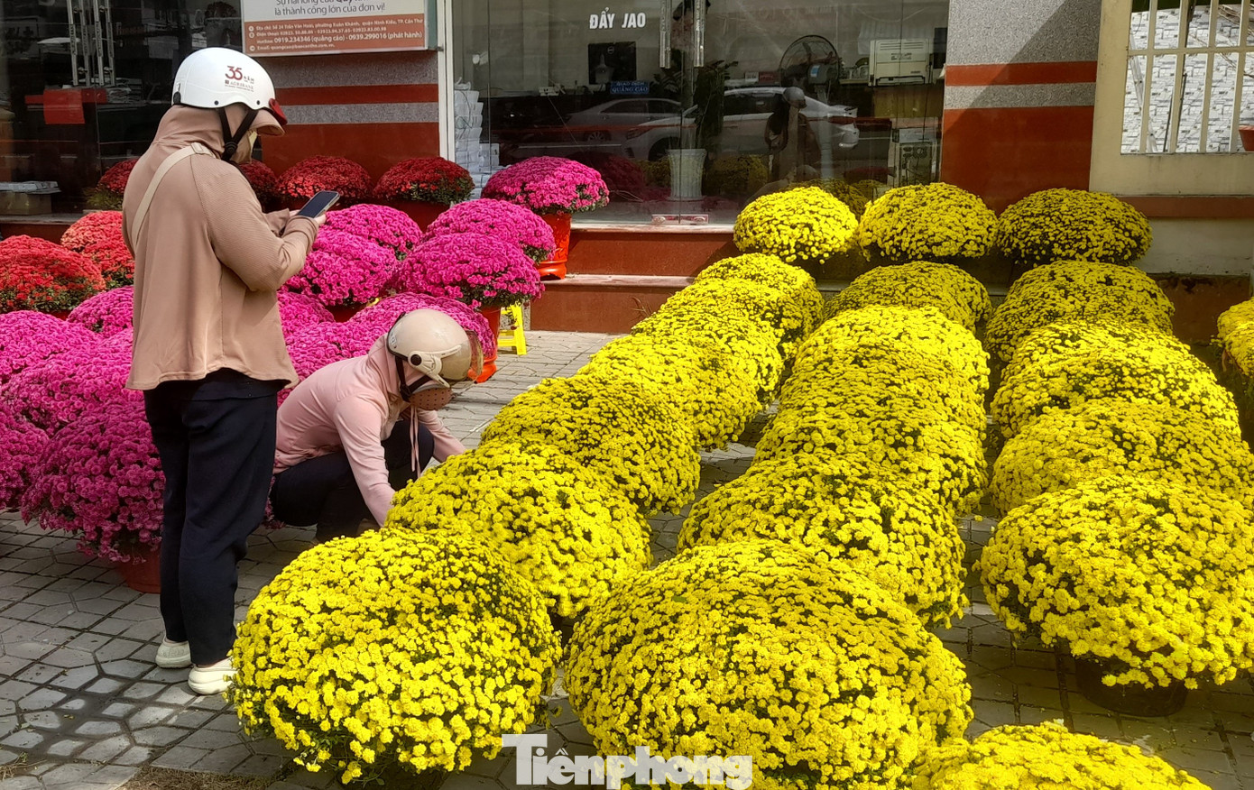 Đây cũng là điểm bán nhiều hoa cúc mâm xôi phục vụ nhu cầu dịp Tết Nguyên đán hàng năm.