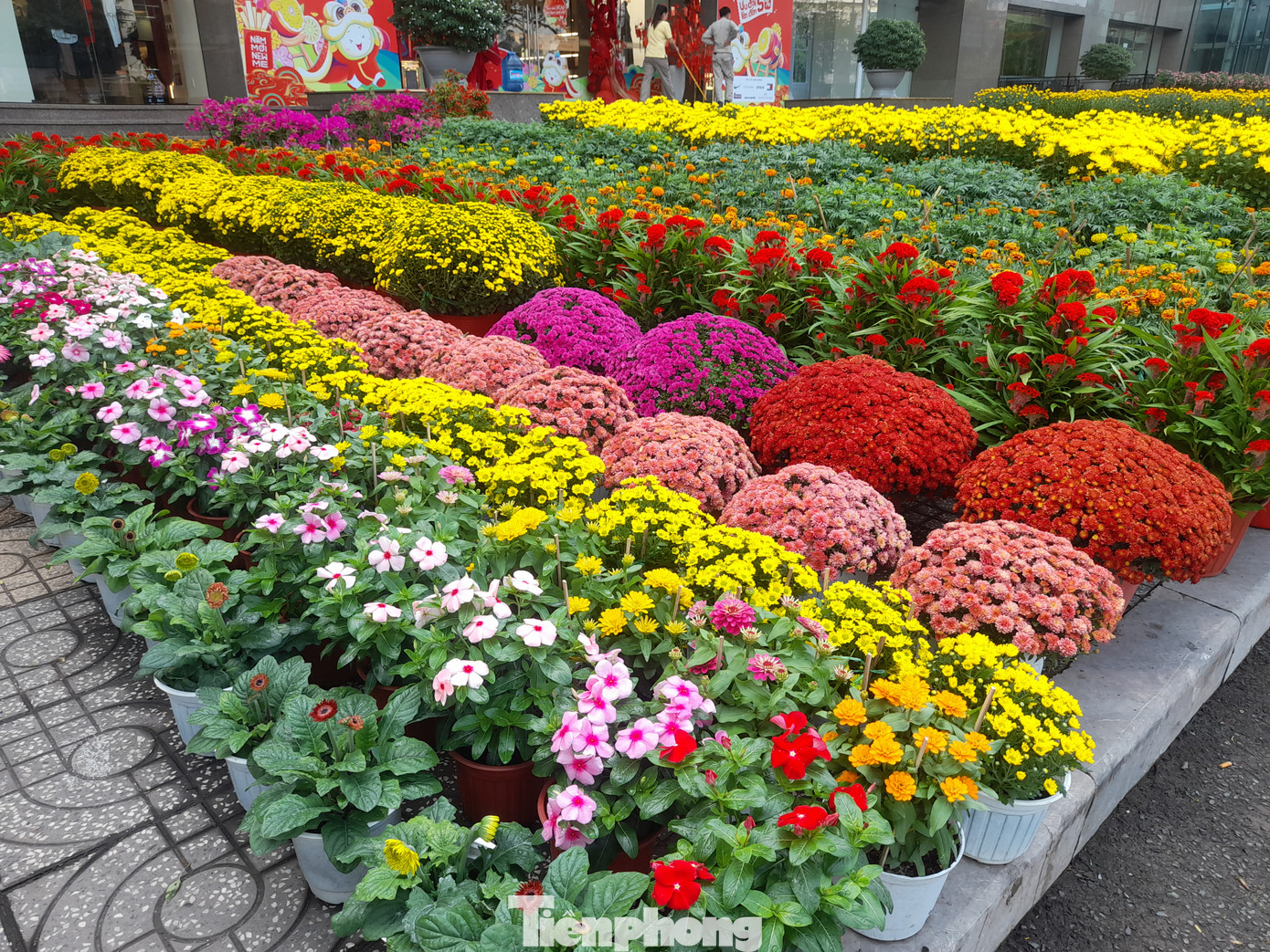 Bên cạnh đó là nhiều loài hoa rực rỡ đua sắc.