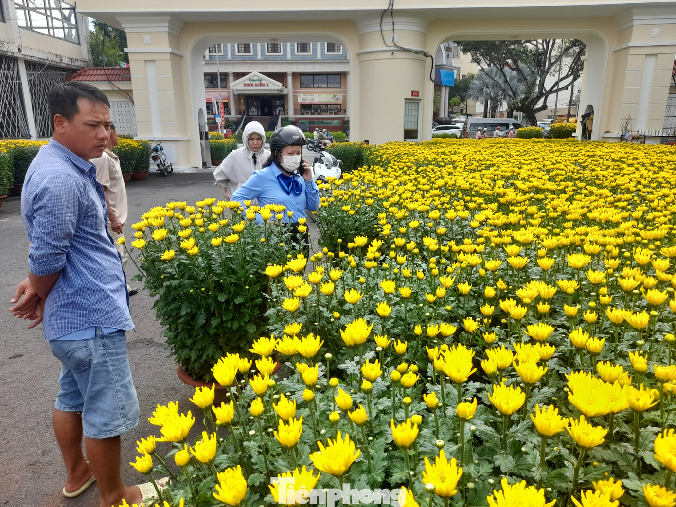 Tại đại lộ Hòa Bình, khu vực Bảo tàng Quân khu 9, hàng trăm chậu hoa cúc cỡ lớn đã được bày bán, sẵn sàng phục vụ nhu cầu sắm Tết của khách hàng.