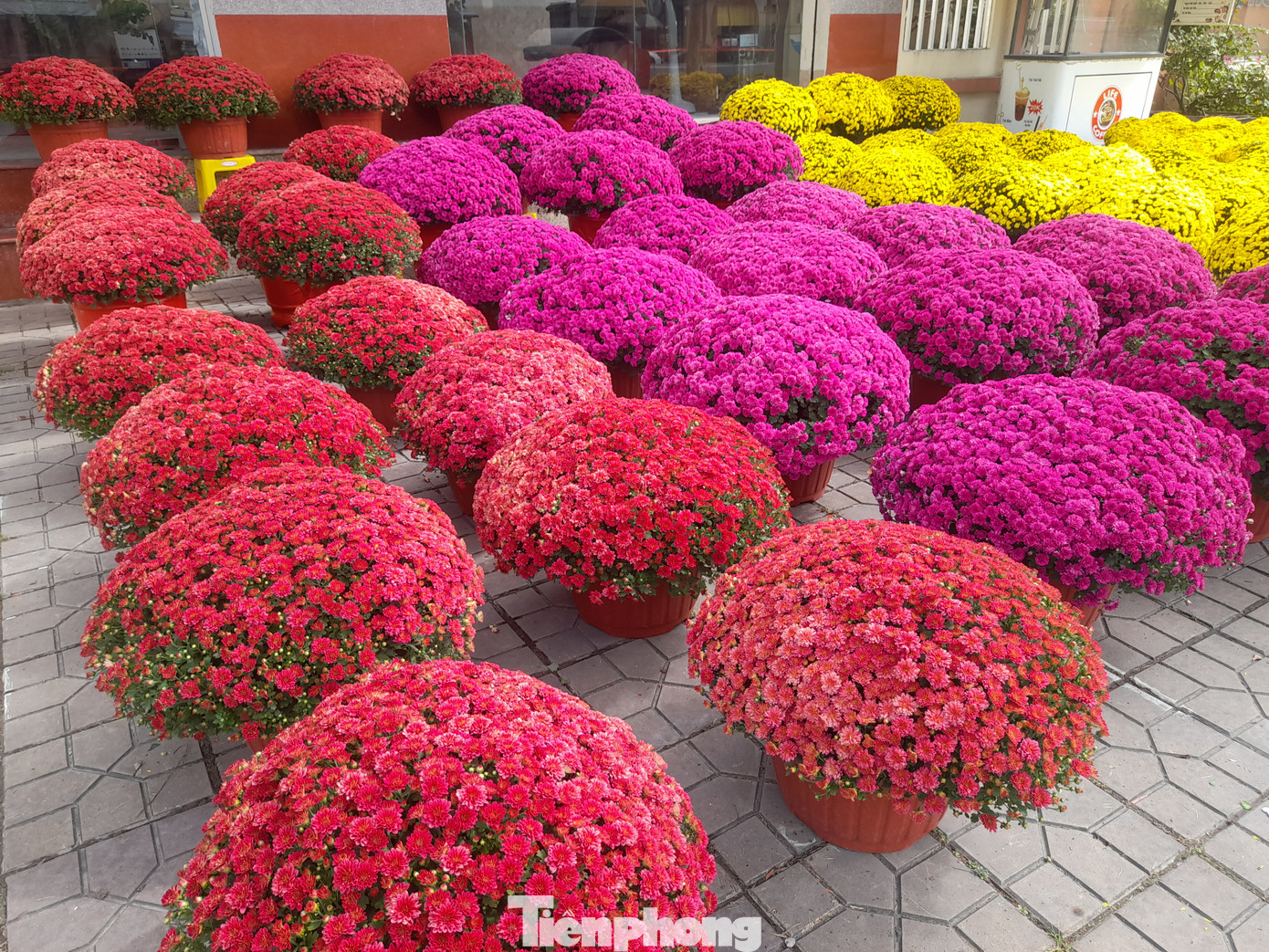 Anh Đời chia sẻ, bên cạnh chủ đạo là cúc mâm xôi vàng với một số hoa khác, năm nay anh đầu tư nhiều hơn đối với hoa cúc mâm xôi đỏ và tím. Mỗi cặp có giá từ 500-700.000 đồng.