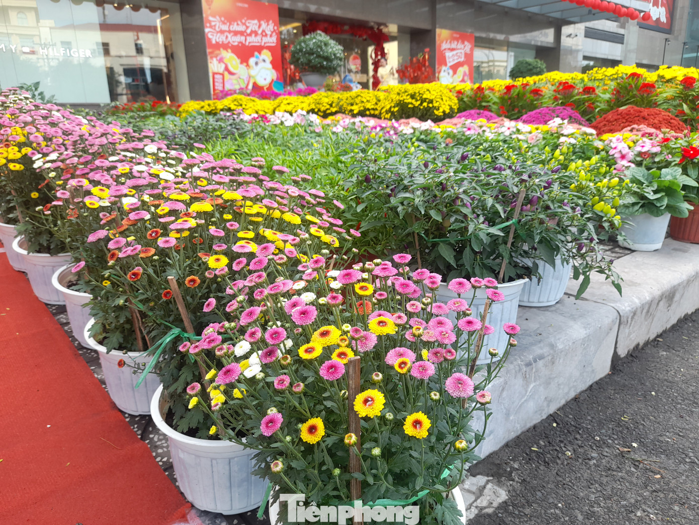 Bên cạnh đó là nhiều loài hoa rực rỡ đua sắc.