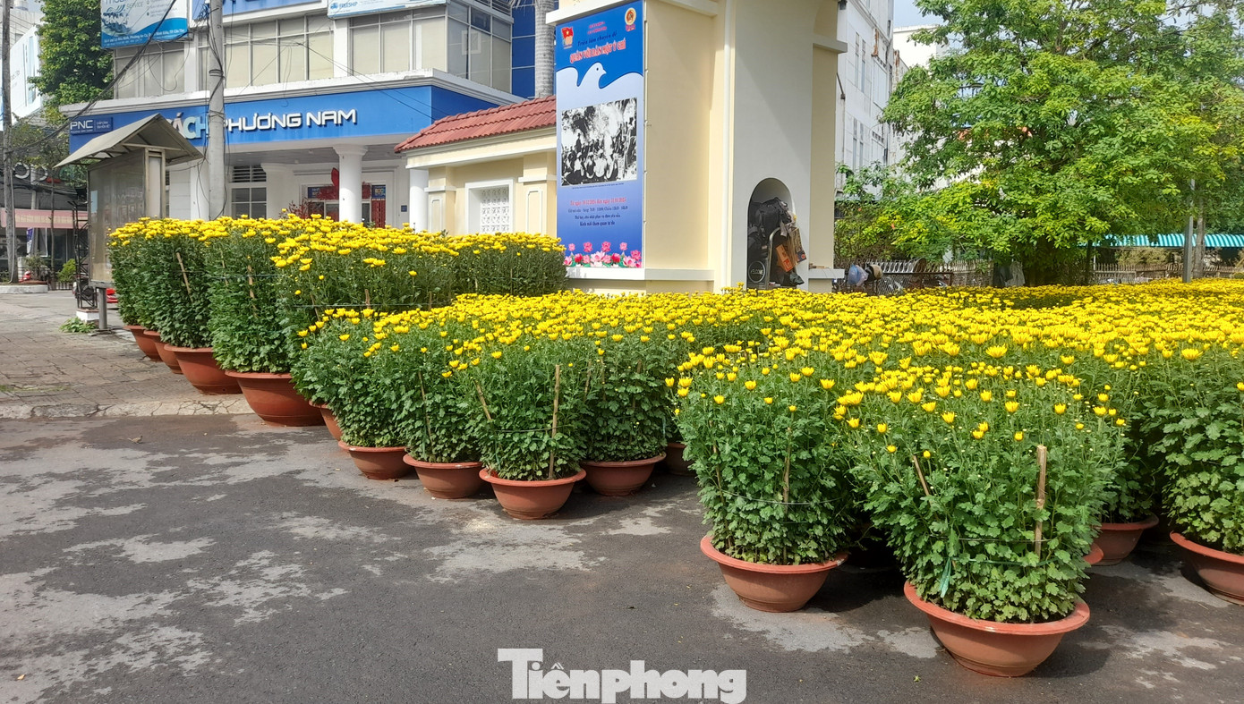 Sáng 15/1 (16 tháng Chạp năm Giáp Thìn), một số khu vực ở đại lộ Hòa Bình, đường 30 Tháng 4, Trần Văn Hoài... (quận Ninh Kiều) đã vàng rực những chậu hoa cúc.
