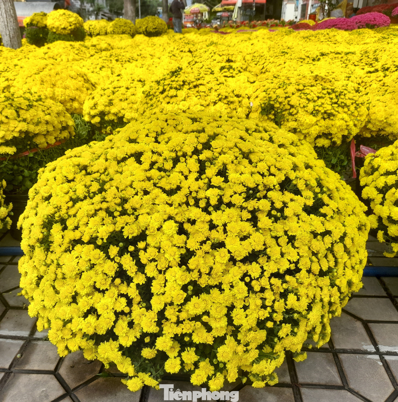 Bán hoa Tết tại điểm này mấy năm nay, anh Ngô Trường Đời cho biết, năm nay giá cả cũng tương đương so với Tết năm trước. Cụ thể, mỗi cặp cúc mâm xôi vàng có giá dao động từ 300-450.000 đồng.