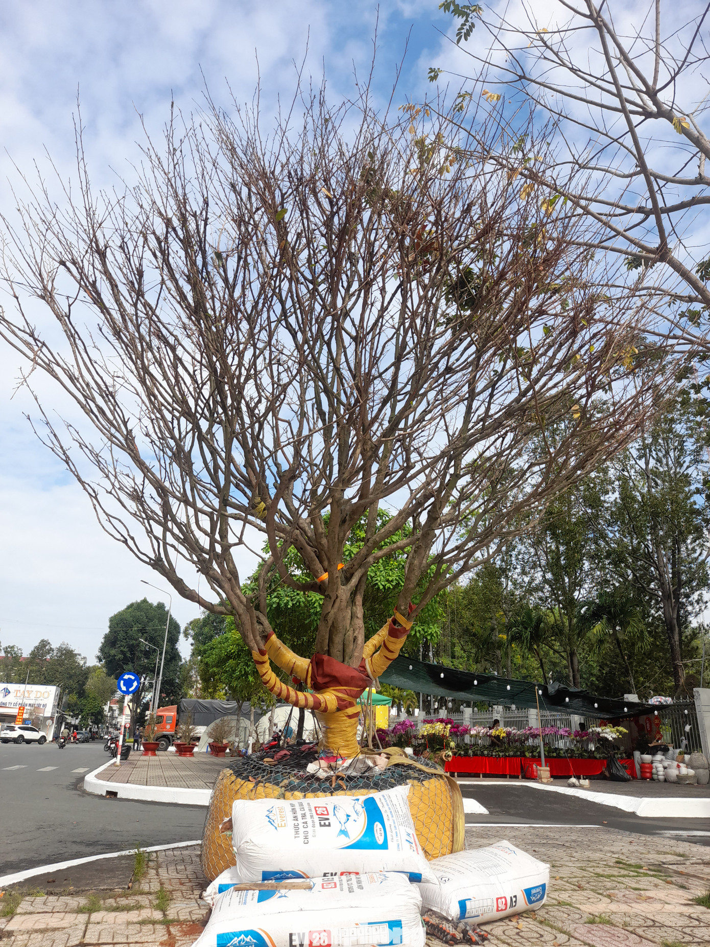 Một "cụ mai" cũng đã xuất hiện tại đây. Đây có thể được xem là một trong những cây mai "khủng" dịp Tết năm nay. Tuy nhiên, hiện thông tin về 'lý lịch' và giá cả của "cụ mai" vẫn chưa được tiết lộ.