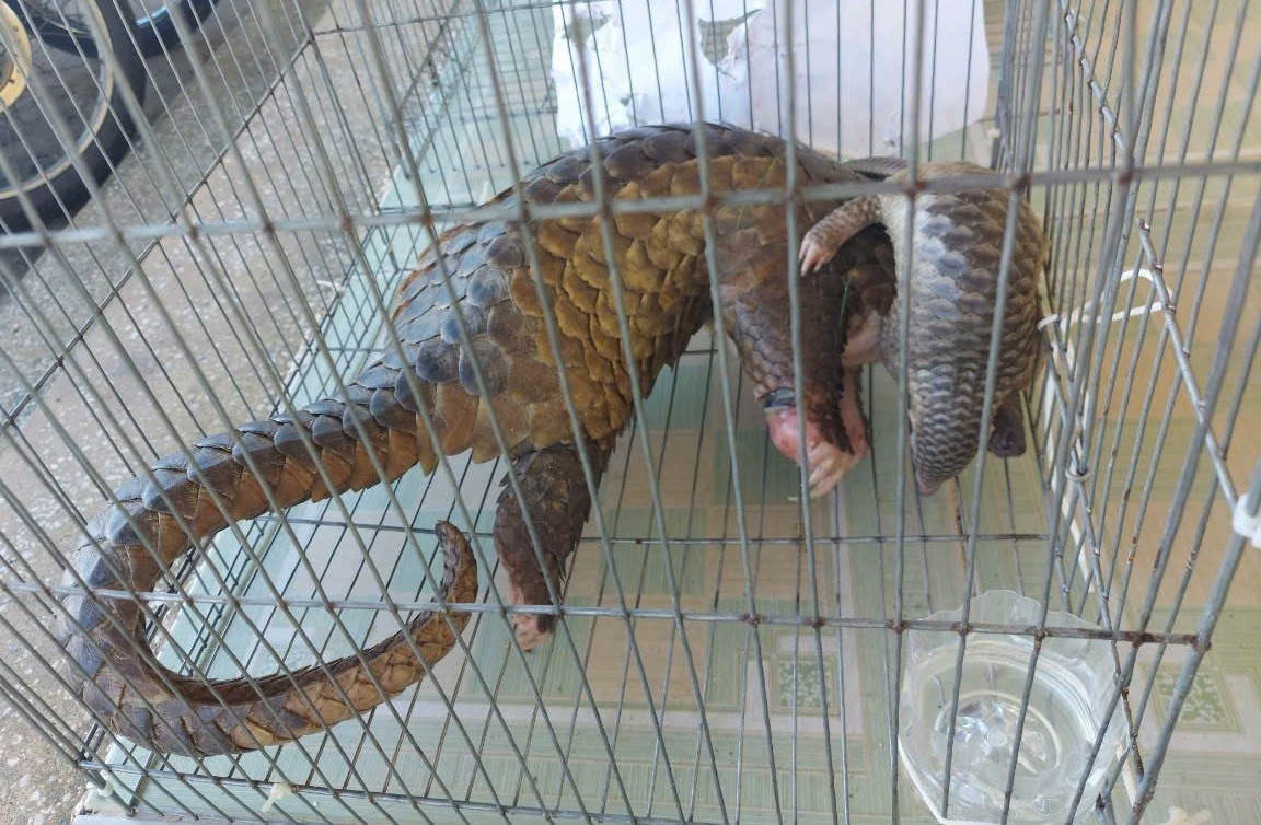 Các cá thể tê tê java hai bị cáo mua bán bị lực lượng chức năng thu giữ.