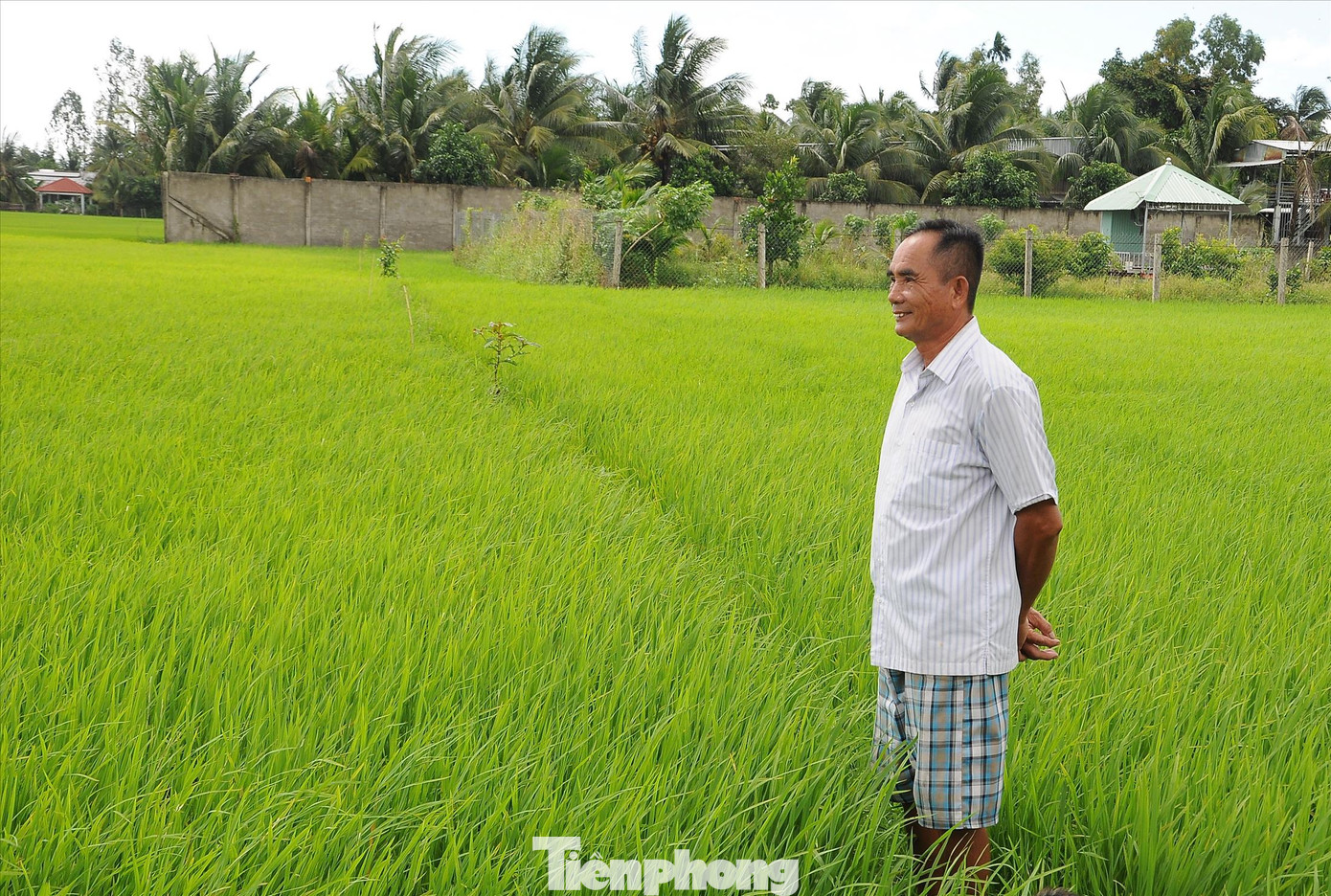 Ruộng lúa của ông Nguyễn Văn Như đã được đặt cọc. Ảnh: Cảnh Kỳ. Ruộng lúa của ông Nguyễn Văn Như đã được đặt cọc. Ảnh: Cảnh Kỳ.