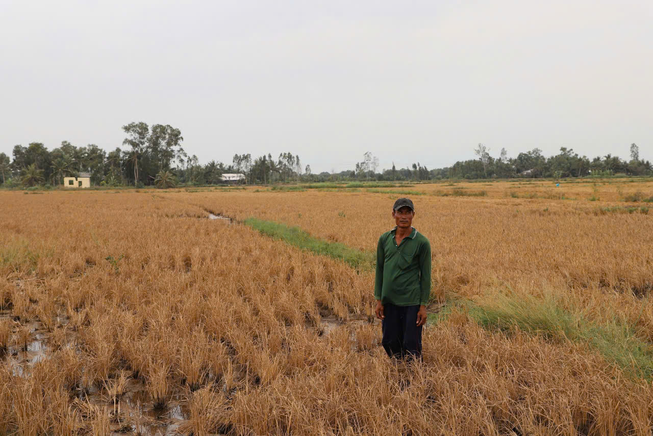 Nhiều diện tích lúa bị chết cạnh công trường cao tốc Cần Thơ - Cà Mau vừa qua.