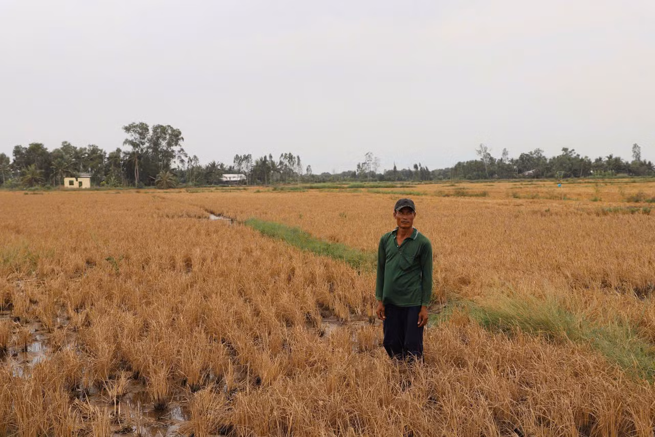 Cánh đồng lúa thiệt hại bên công trường cao tốc.