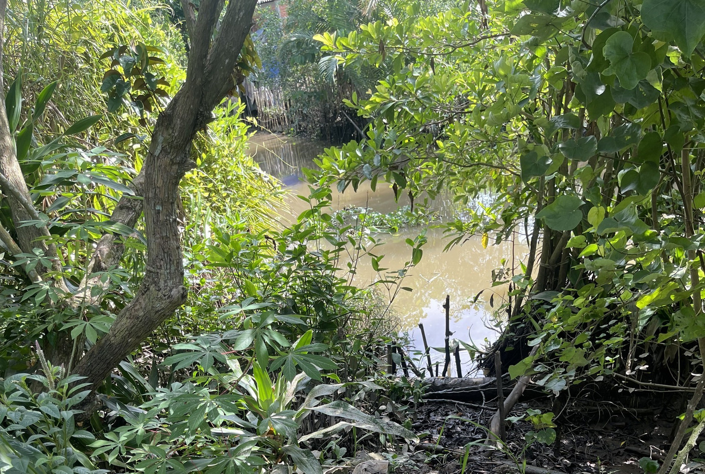 Khu vực bé gái tắm sông bị đuối nước. Khu vực bé gái tắm sông bị đuối nước.