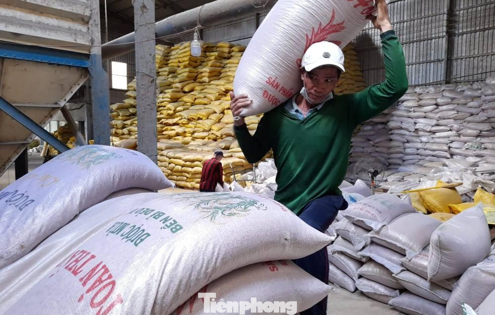 Xuất khẩu gạo Việt Nam năm 2022 sẽ cán đích 6,5 triệu tấn (Ảnh: CK). Xuất khẩu gạo Việt Nam năm 2022 sẽ cán đích 6,5 triệu tấn (Ảnh: CK).