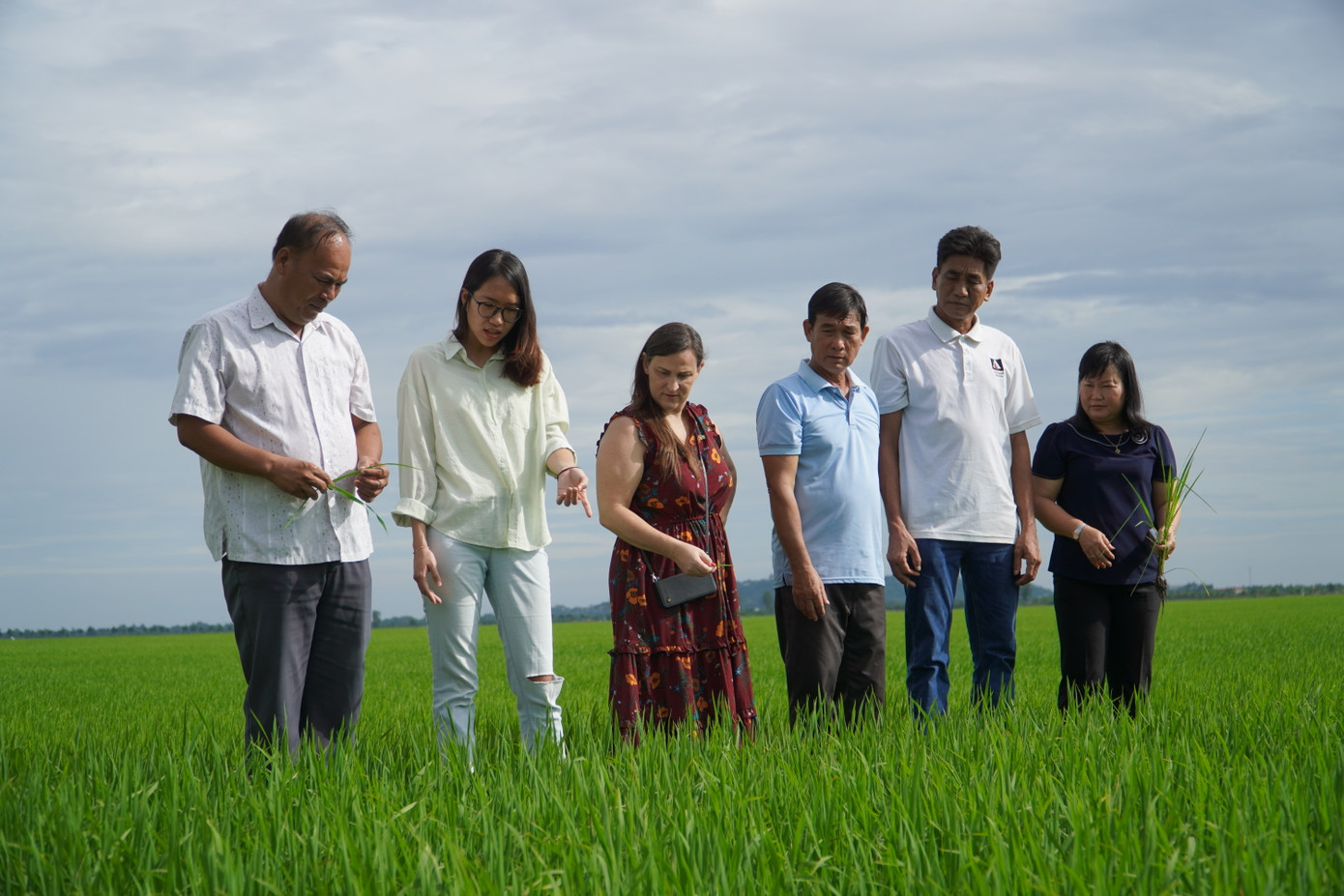 Lần đầu tiên nông dân nhận thưởng từ việc trồng lúa giảm phát thải.